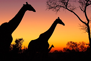 Silhouette of three giraffe, Giraffa camelopardalis giraffa, against a pink and yellow sunset, Londolozi Wildlife Reserve, Greater Kruger National Park, South Africa