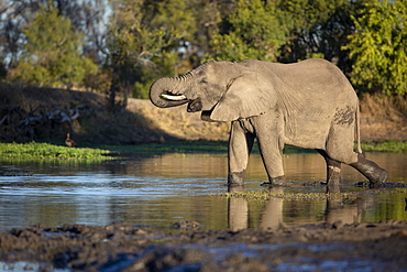 An elephant, Loxodonta africana, stands in a water hole and drinks, trunk to mouth, side profile, Londolozi Wildlife Reserve, Greater Kruger National Park, South Africa