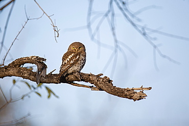 A barred owl sits on a branch, Strix varia, direct gaze, blue sky background, Londolozi Wildlife Reserve, Greater Kruger National Park, South Africa