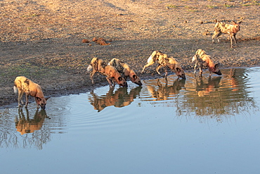 A pack of wild dogs, Lycaonﾠpictus, covered in blood, drinking at water hole, Londolozi Wildlife Reserve, Greater Kruger National Park, South Africa