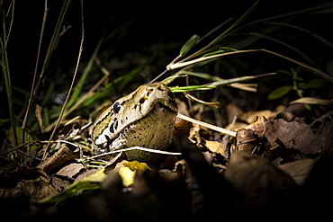 A python, Python sebae, peers its head out of some dry leaves, lit up by a spotlight, Londolozi Wildlife Reserve, Greater Kruger National Park, South Africa