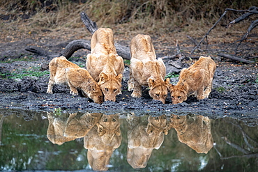 A pride of lions, Panthera leo, drink at a waterhole simaltaneously, reflections in the water, Londolozi Wildlife Reserve, Greater Kruger National Park, South Africa