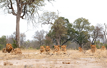 A lion pride, Panthera leo, lies together on short grass, direct gaze, Londolozi Wildlife Reserve, Greater Kruger National Park, South Africa