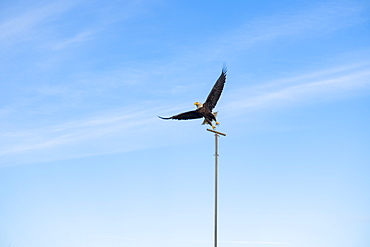 Bald eagle (Haliaeetus leucocephalus) perched on a post against blue sky, Pacific County, Washington, United States of America