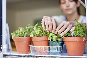 Woman picking home-grown herbs growing on windowsill