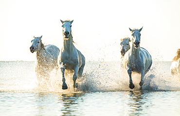 White horses running through water, The Camargue, France