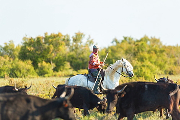 Gardian, cowboy of The Camargue with bulls, Camargue, France