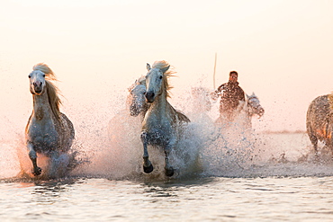 White horses running through water, The Camargue, France