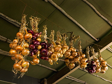 Onions strung up from the ceiling for storage, in a cool place, Maryland, USA