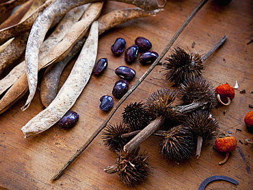 Collecting and storing the fruits of the garden for winter, dried seeds, herbs, nuts and vegetables. Seeds for the garden, Maryland, USA