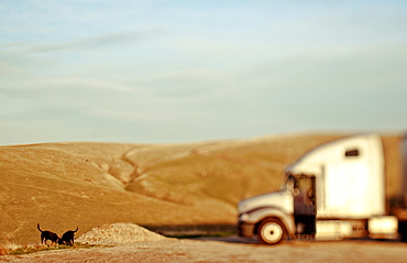 Truck at a truck rural stop with two dogs