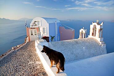 Dog in the village of Oia Santorini Cyclades islands, Greece