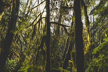 Sunlight through the trees in dense forest