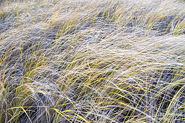 Field of windswept sea grasses at dusk