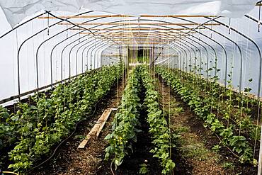 Rows of courgette plants growing in a poly tunnel, Oxfordshire, United Kingdom