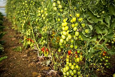 High angle close up of green and ripe tomatoes on the vine, Oxfordshire, United Kingdom