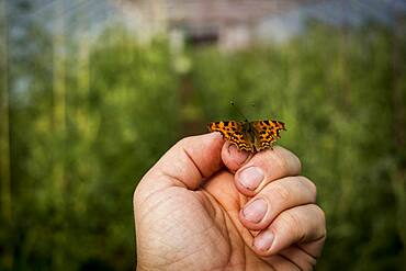 Close up of Comma butterfly on human hand, Oxfordshire, United Kingdom