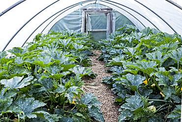 Rows of courgette plants growing in a poly tunnel, Oxfordshire, United Kingdom