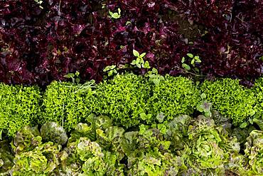 High angle close up of selection of freshly picked salad leaves, Oxfordshire, United Kingdom