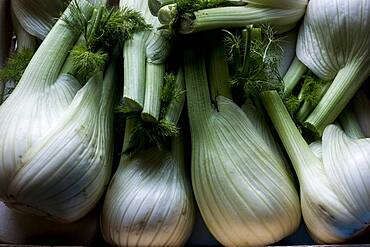 High angle close up of freshly picked fennel bulbs, Oxfordshire, United Kingdom