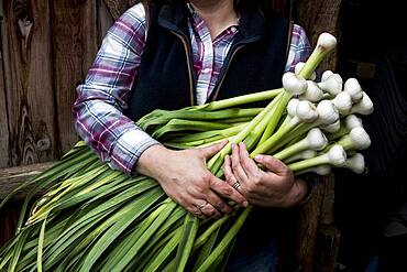 Close up of farmer holding bunch of freshly picked garlic, Oxfordshire, United Kingdom