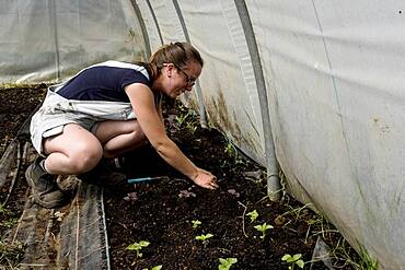 Woman kneeling in a poly tunnel, planting seedlings, Oxfordshire, United Kingdom