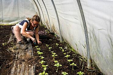 Woman kneeling in a poly tunnel, planting seedlings, Oxfordshire, United Kingdom