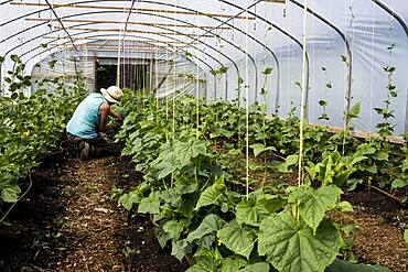 Woman kneeling in a poly tunnel, tending courgette plants, Oxfordshire, United Kingdom