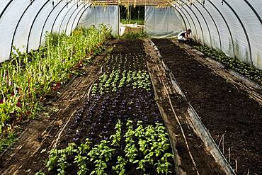 High angle view of rows of green and purple basil in a poly tunnel, Oxfordshire, United Kingdom