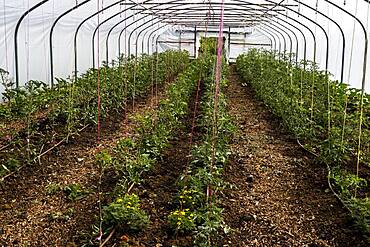 High angle view of rows of vegetables in a poly tunnel, Oxfordshire, United Kingdom