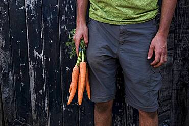 Close up of person holding bunch of freshly picked carrots, Oxfordshire, United Kingdom