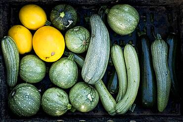 High angle close up of freshly picked yellow and green marrows and courgettes, Oxfordshire, United Kingdom