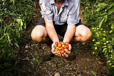 High angle close up of person holding bunch of freshly picked cherry tomatoes, Oxfordshire, United Kingdom