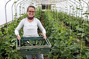 Woman standing in a poly tunnel, holding crate with freshly picked courgettes, Oxfordshire, United Kingdom