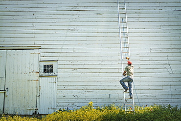 A man climbing a ladder propped against a clapboard barn or farm building, New York state, USA