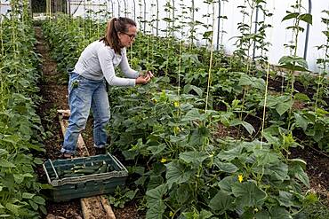 Woman standing in a poly tunnel, picking courgettes, Oxfordshire, United Kingdom