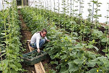 Woman standing in a poly tunnel, picking courgettes, Oxfordshire, United Kingdom