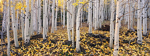 The Dixie national forest with aspen trees in autumn. White bark and yellow foliage on the branches and fallen to the ground, Dixie National Forest, Utah, USA