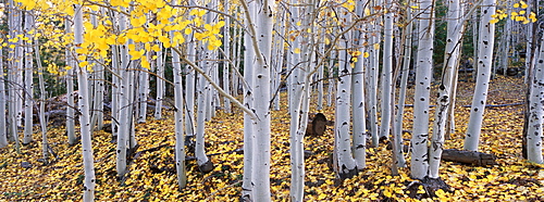 The Dixie national forest with aspen trees in autumn. White bark and yellow foliage on the branches and fallen to the ground, Dixie National Forest, Utah, USA