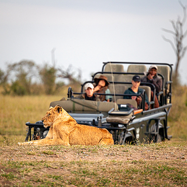 A lioness, Panthera leo, lying down in front of a safari game vehicle, Londolozi Wildlife Reserve, Sabi Sands, South Africa