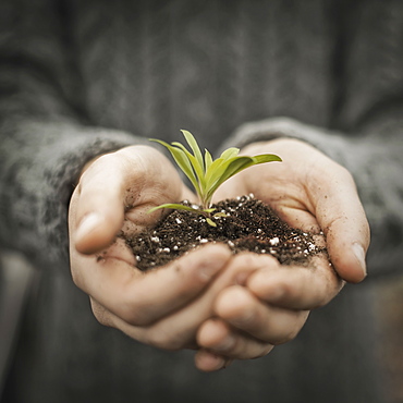 A person in a commercial glasshouse, holding a small plant seedling in his cupped hands, West Kill, New York, USA