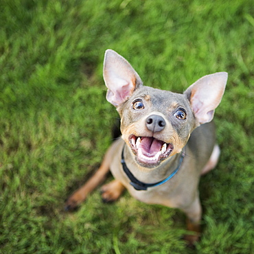 A small dog sitting on the ground looking upwards with an eager expression, Austin, Texas, USA