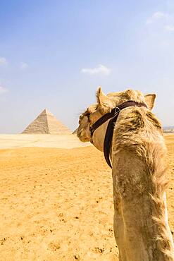 Camel at Giza, a pyramid in the background on the outskirts of Cairo.