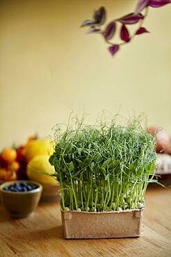 Microgreens growing in a tray