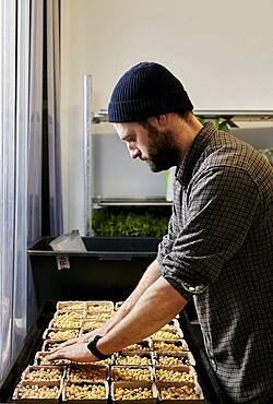 Man tending trays of pea seeds in urban farm