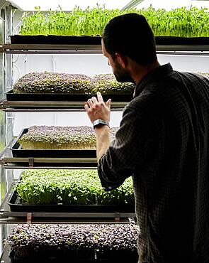 Trays of microgreens seedlings growing in urban farm