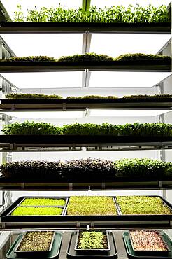 Trays of microgreen seedlings growing in urban farm