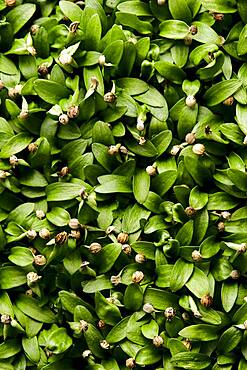 Close up of tightly packed microgreen coriander seedlings shot from above