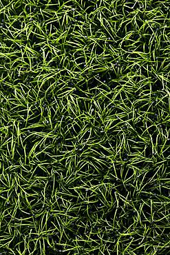 Close up of tightly packed garlic chive microgreen seedlings shot from above