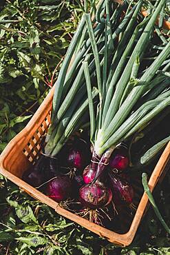 High angle close up of orange plastic crate with freshly picked red onions.